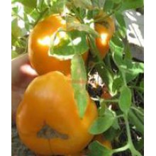 Редкие сорта томатов Золото Тети Герти